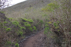 Darwiniothamnus tenuifolius