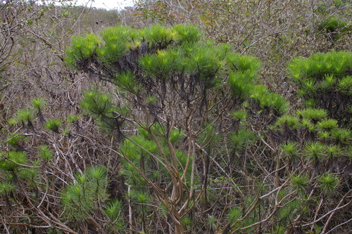 Image of Darwiniothamnus tenuifolius by no rights reserved