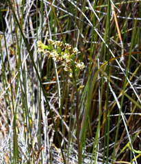 Prasophyllum hectorii
