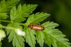 Osphya bipunctata