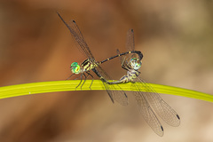 Nannophlebia eludens