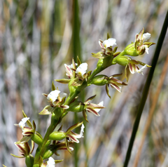 Prasophyllum hectorii