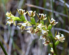 Prasophyllum hectorii
