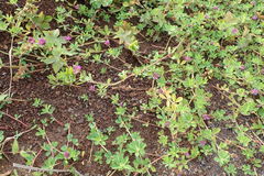 Trifolium usambarense