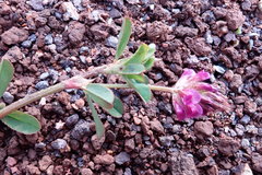 Trifolium usambarense