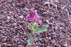 Trifolium usambarense