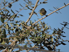 Vireo solitarius