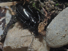 Microlestes