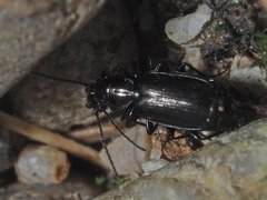 Microlestes