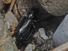 Microlestes