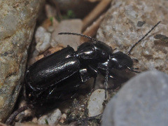 Microlestes