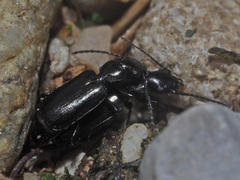 Microlestes