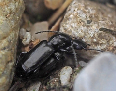 Microlestes