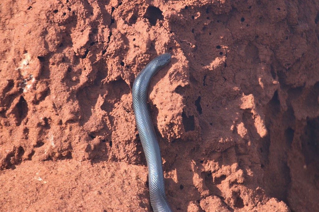Peters’ Burrowing Asp