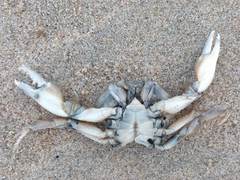 Liocarcinus vernalis