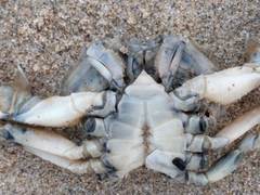 Liocarcinus vernalis