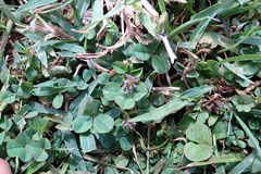 Trifolium baccarinii
