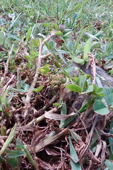 Trifolium baccarinii