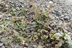 Trifolium baccarinii