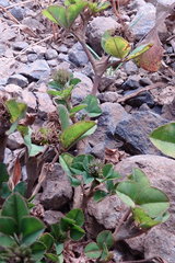 Trifolium baccarinii