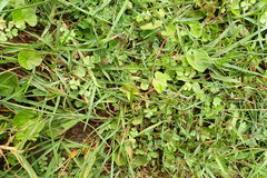 Trifolium baccarinii