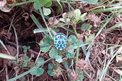Trifolium baccarinii
