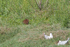Myocastor coypus coypus
