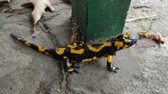 Salamandra salamandra
