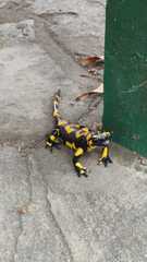 Salamandra salamandra