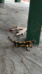 Salamandra salamandra