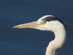 Ardea cinerea
