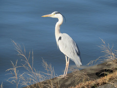 Ardea cinerea