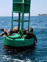 Zalophus californianus