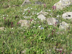Pedicularis nordmanniana