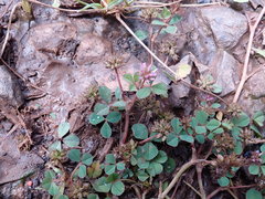Trifolium baccarinii