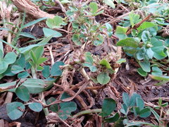 Trifolium baccarinii
