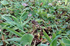 Trifolium baccarinii