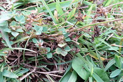 Trifolium baccarinii
