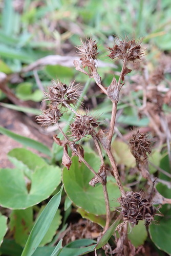 Trifolium baccarinii
