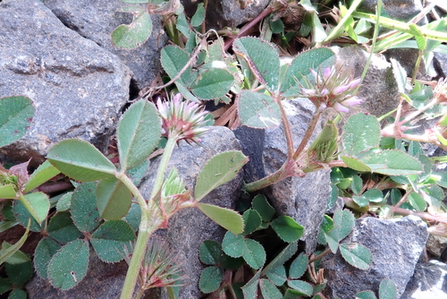 Trifolium baccarinii