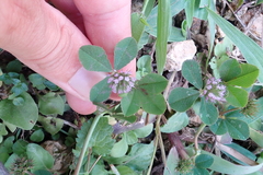 Trifolium baccarinii