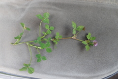 Trifolium baccarinii