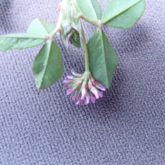 Trifolium baccarinii