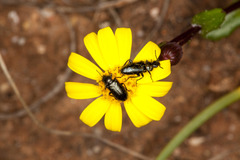 Dasytes coerulescens