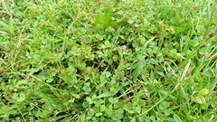 Trifolium baccarinii