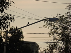 Turdus grayi