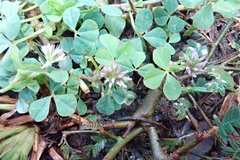 Trifolium baccarinii