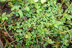 Trifolium baccarinii