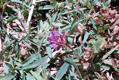 Trifolium mattirolianum