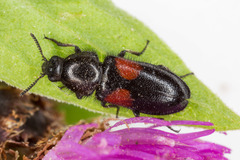 Divales bipustulatus